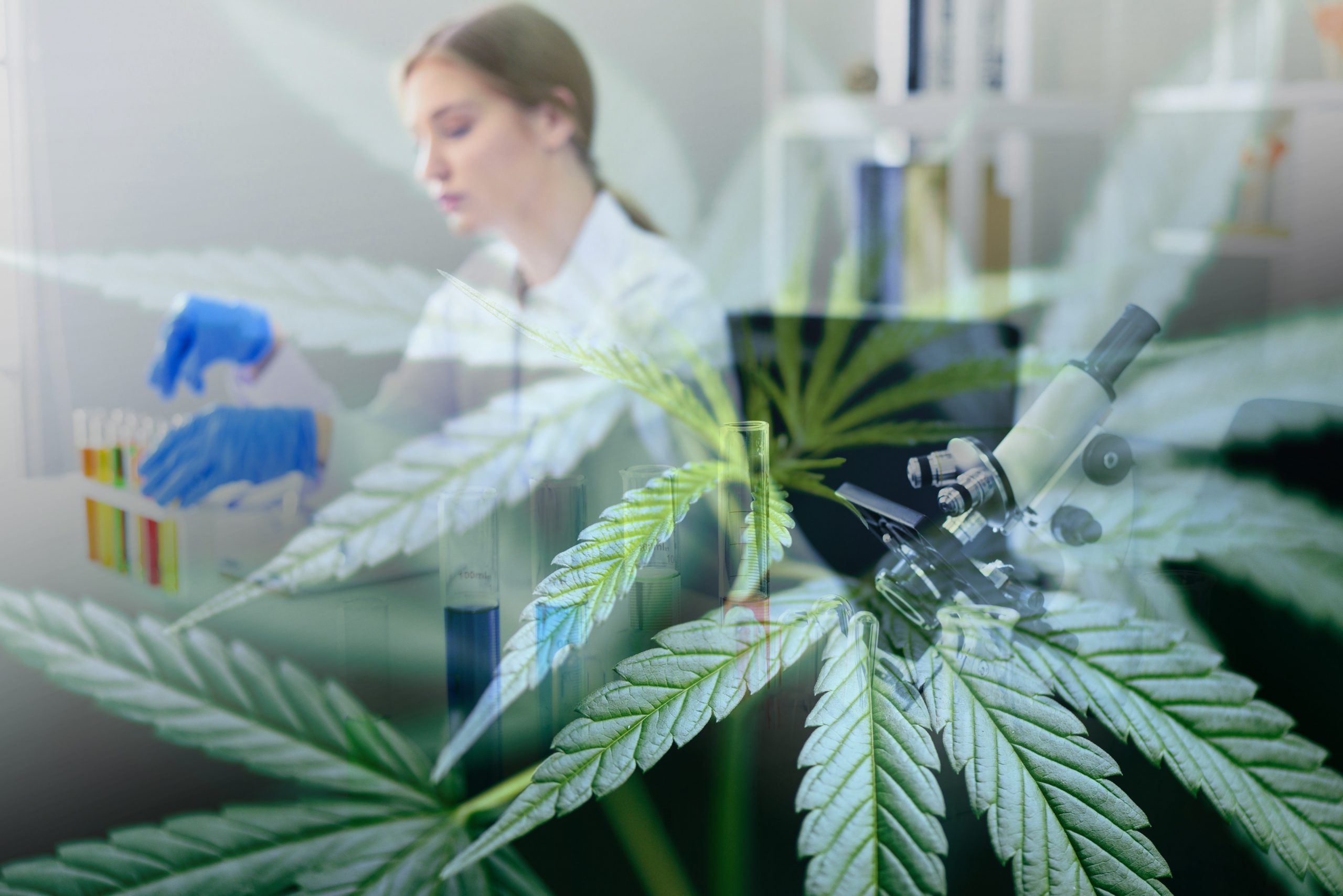 Cannabis Head of R&D: Cannabis Tissue Culture And Bio- Technology Formulation NACPT Cannabis Head of R&D: Cannabis Tissue Culture And Bio-Technology Formulation