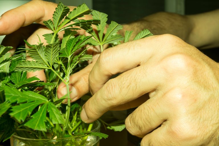 Cannabis Master Grower practices Cannabis Master Grower practices