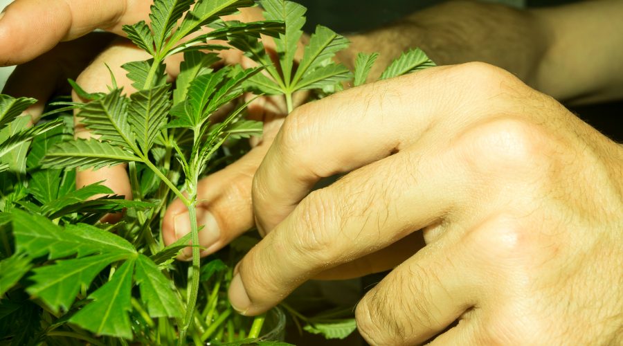 Cannabis Master Grower practices