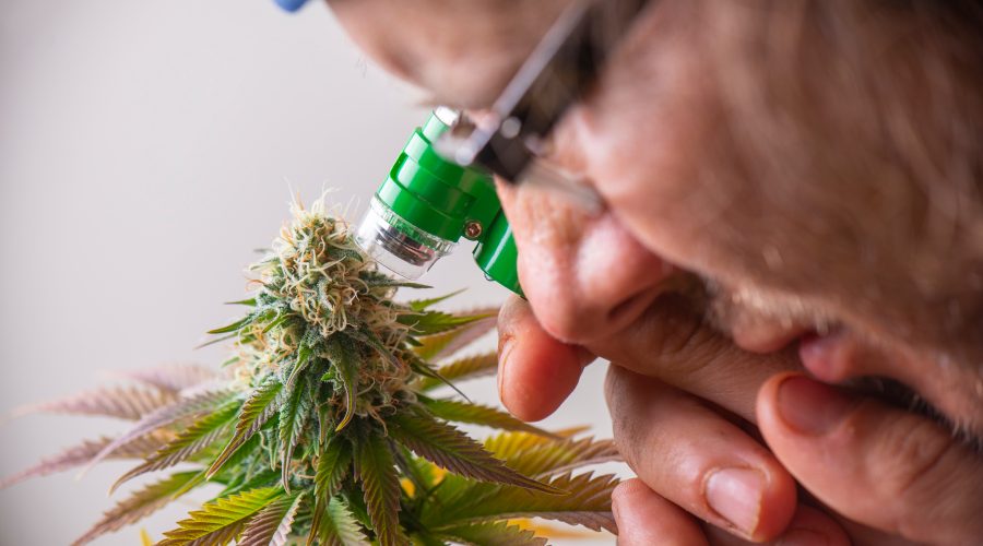 Quality Assurance for Cannabis